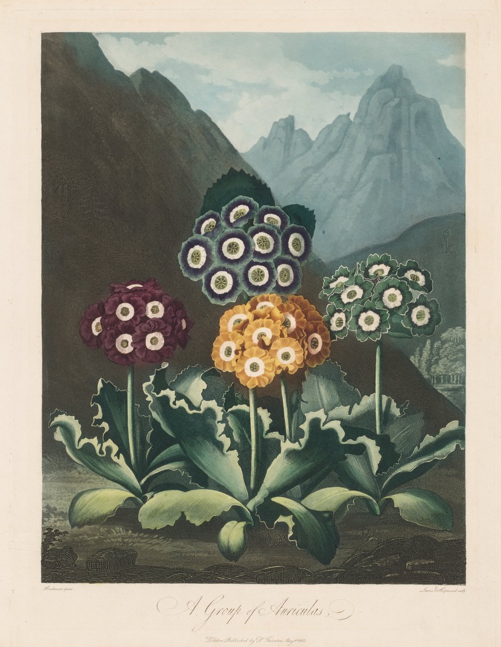 The Temple of Flora, or Garden of Nature: A Group of Auriculas by Robert John Thornton