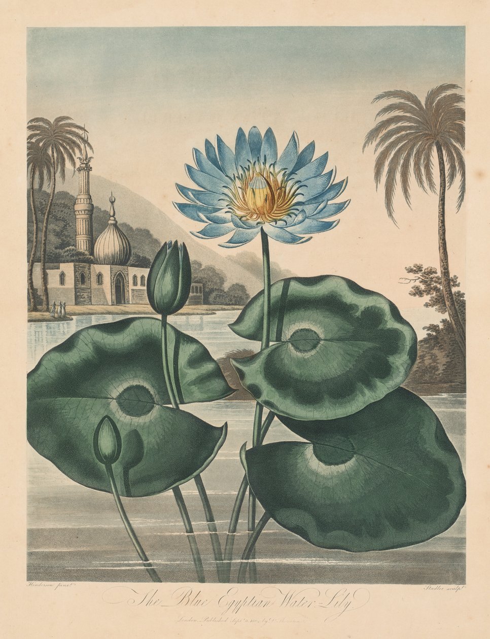 The Temple of Flora, or Garden of Nature: Blue Egyptian Waterlily by Robert John Thornton