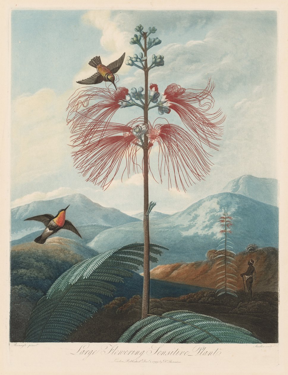 The Temple of Flora, or Garden of Nature: Large Flowering Sensitive Plant by Robert John Thornton