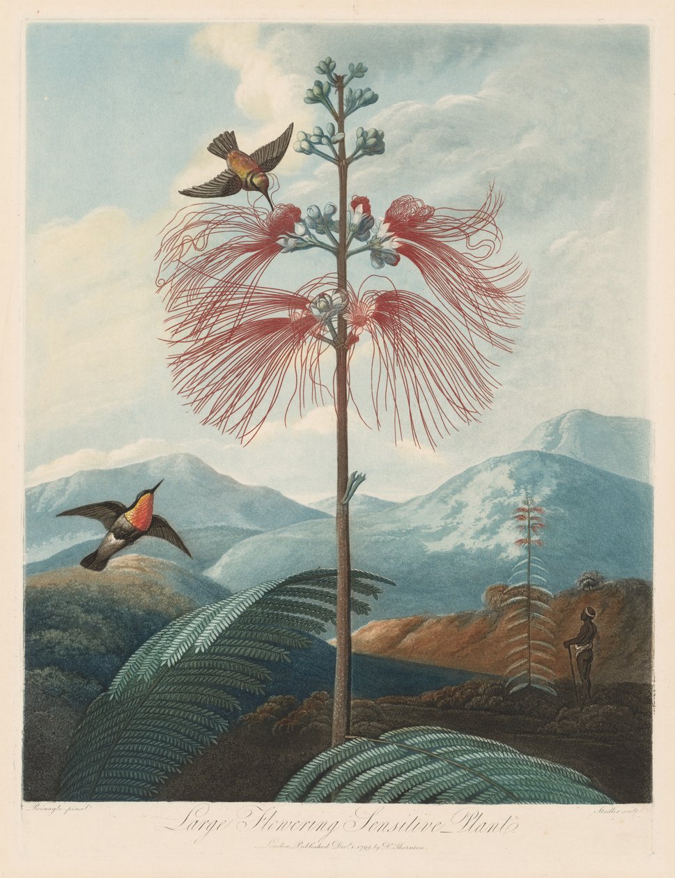 The Temple of Flora, or Garden of Nature: Large Flowering Sensitive Plant by Robert John Thornton
