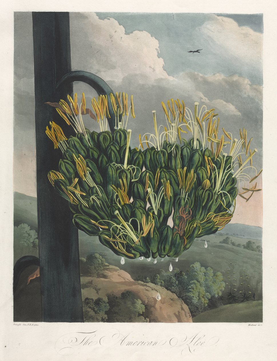 The Temple of Flora, or Garden of Nature: The American Aloe by Robert John Thornton