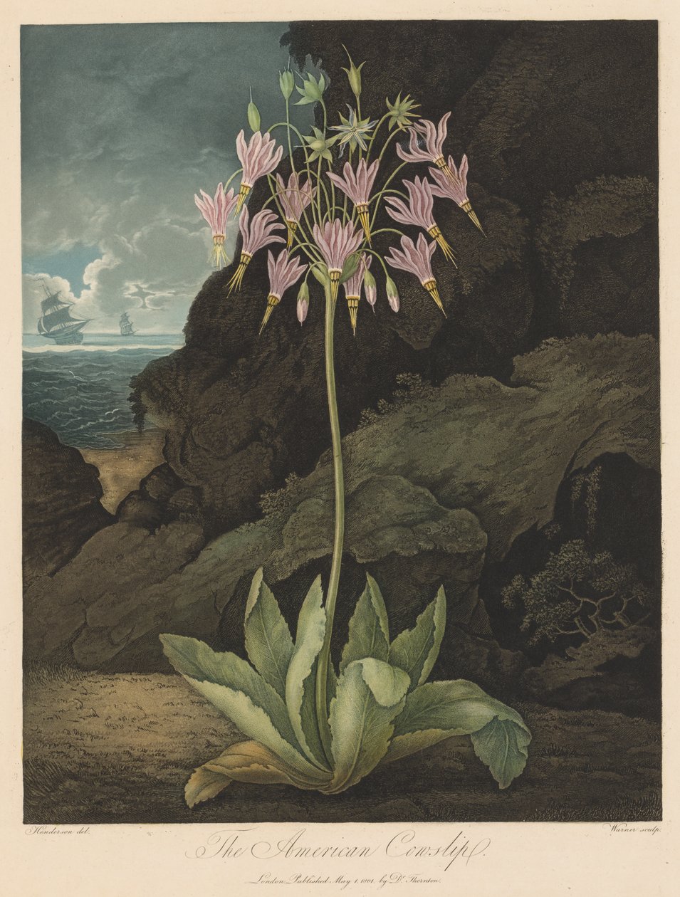 The Temple of Flora, or Garden of Nature: The American Cowslip by Robert John Thornton