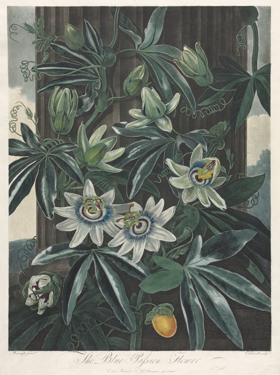 The Temple of Flora, or Garden of Nature: The Blue Passion Flower by Robert John Thornton