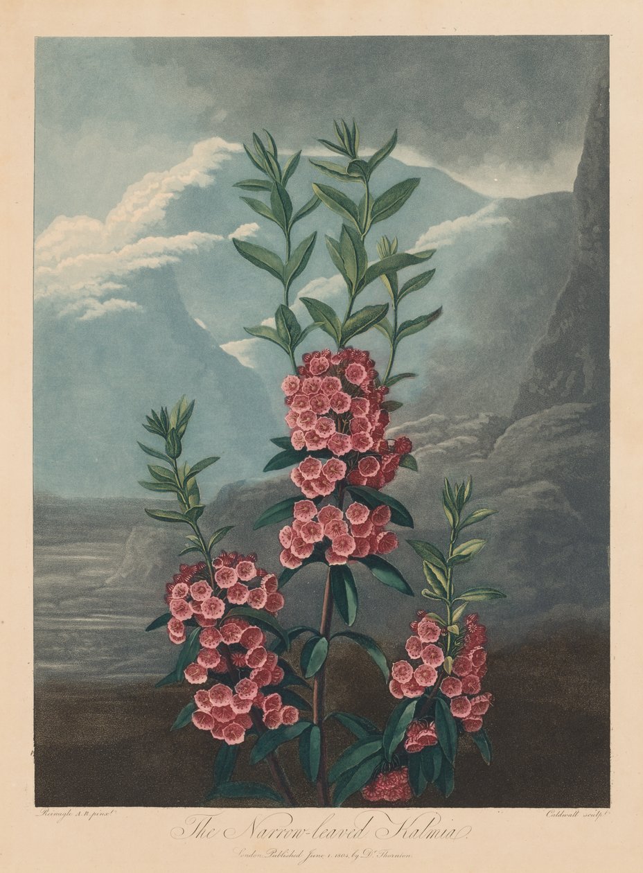 The Temple of Flora, or Garden of Nature: The Narrow-leaved Kalmia, Mountain Laurel by Robert John Thornton