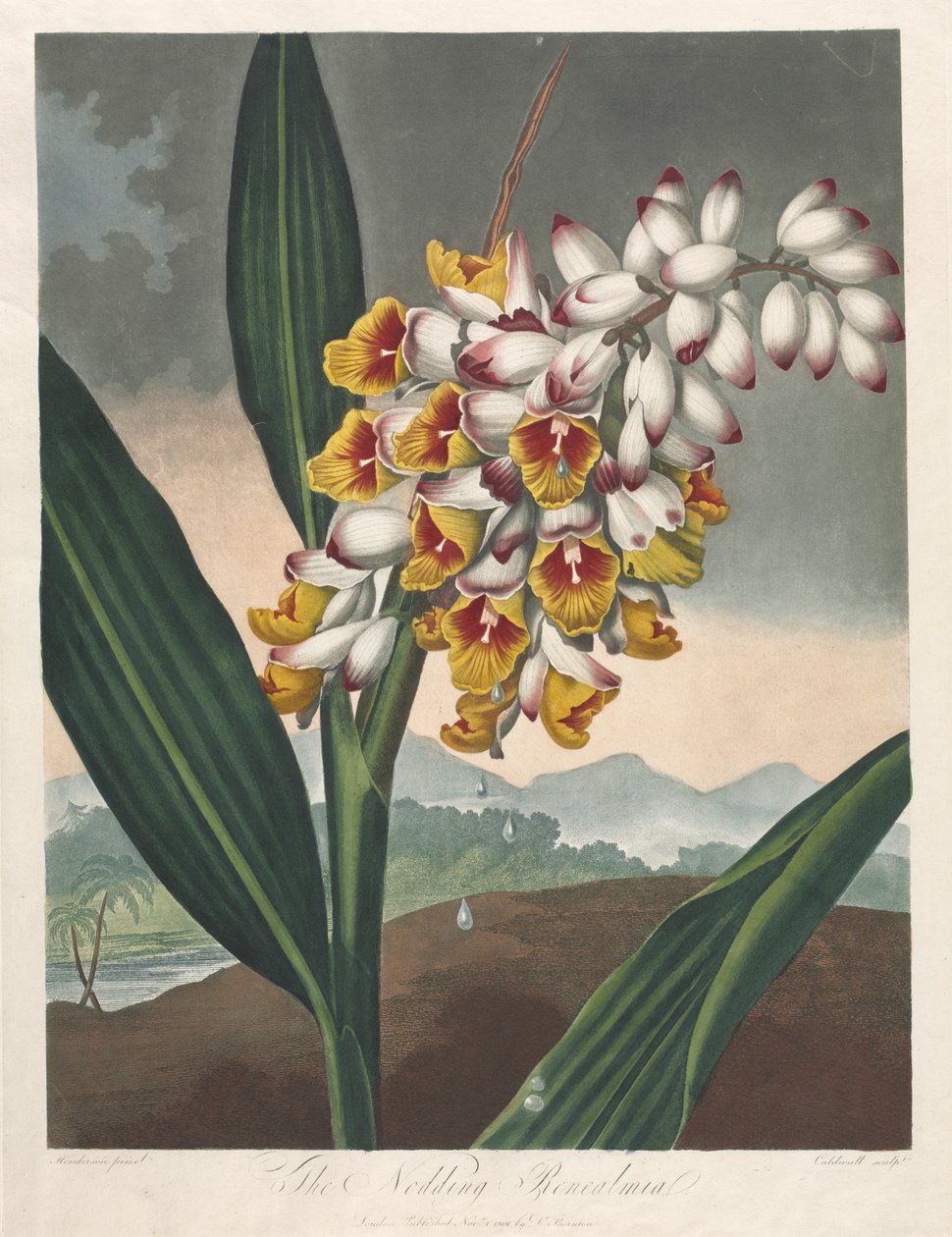 The Temple of Flora, or Garden of Nature: The Nodding Renealmia by Robert John Thornton