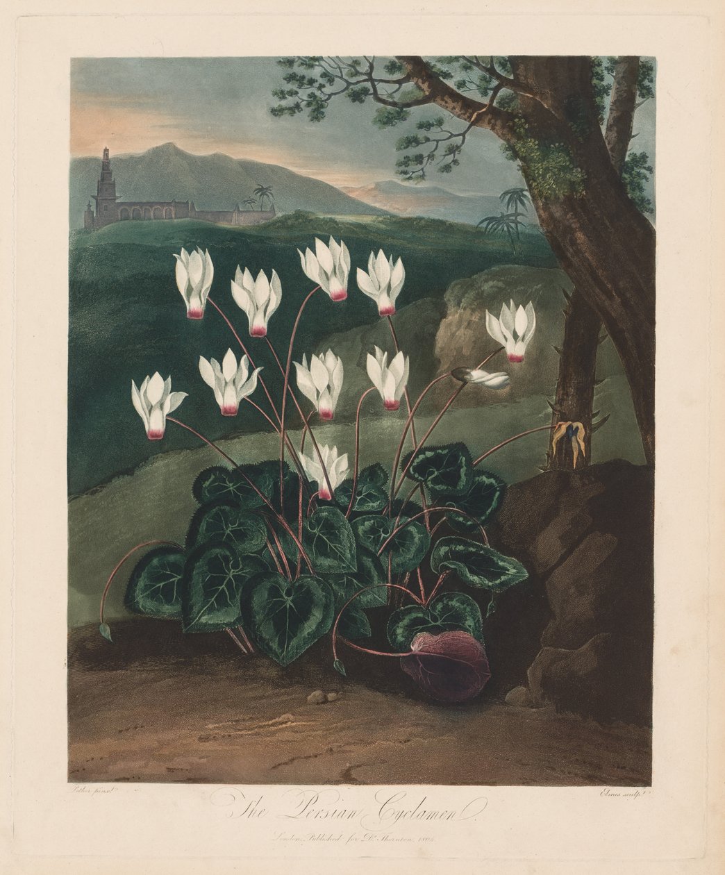 The Temple of Flora, or Garden of Nature: The Persian Cyclamen, 1799-1807 by Robert John Thornton