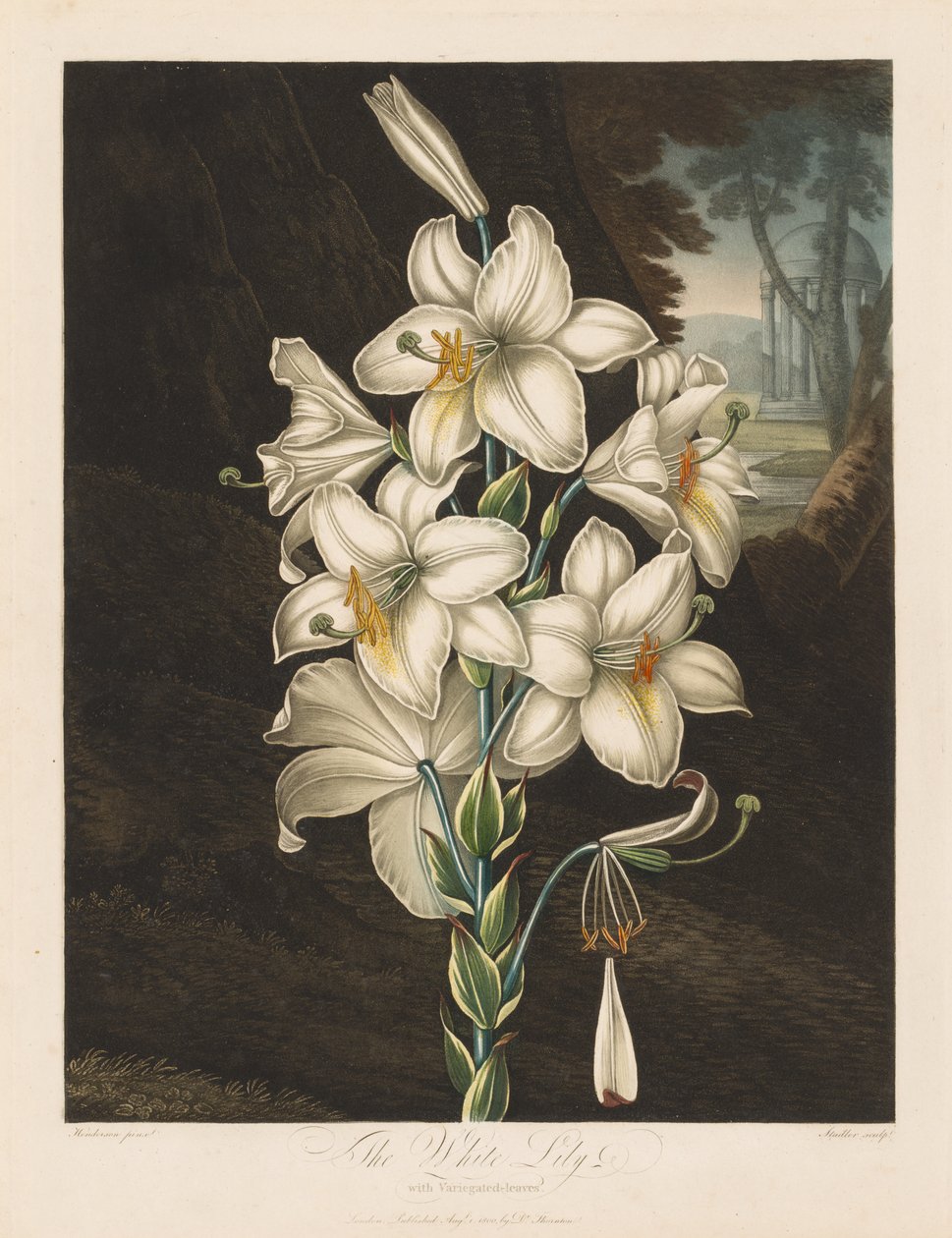 The Temple of Flora, or Garden of Nature: The White Lily with Variegated Leaves by Robert John Thornton