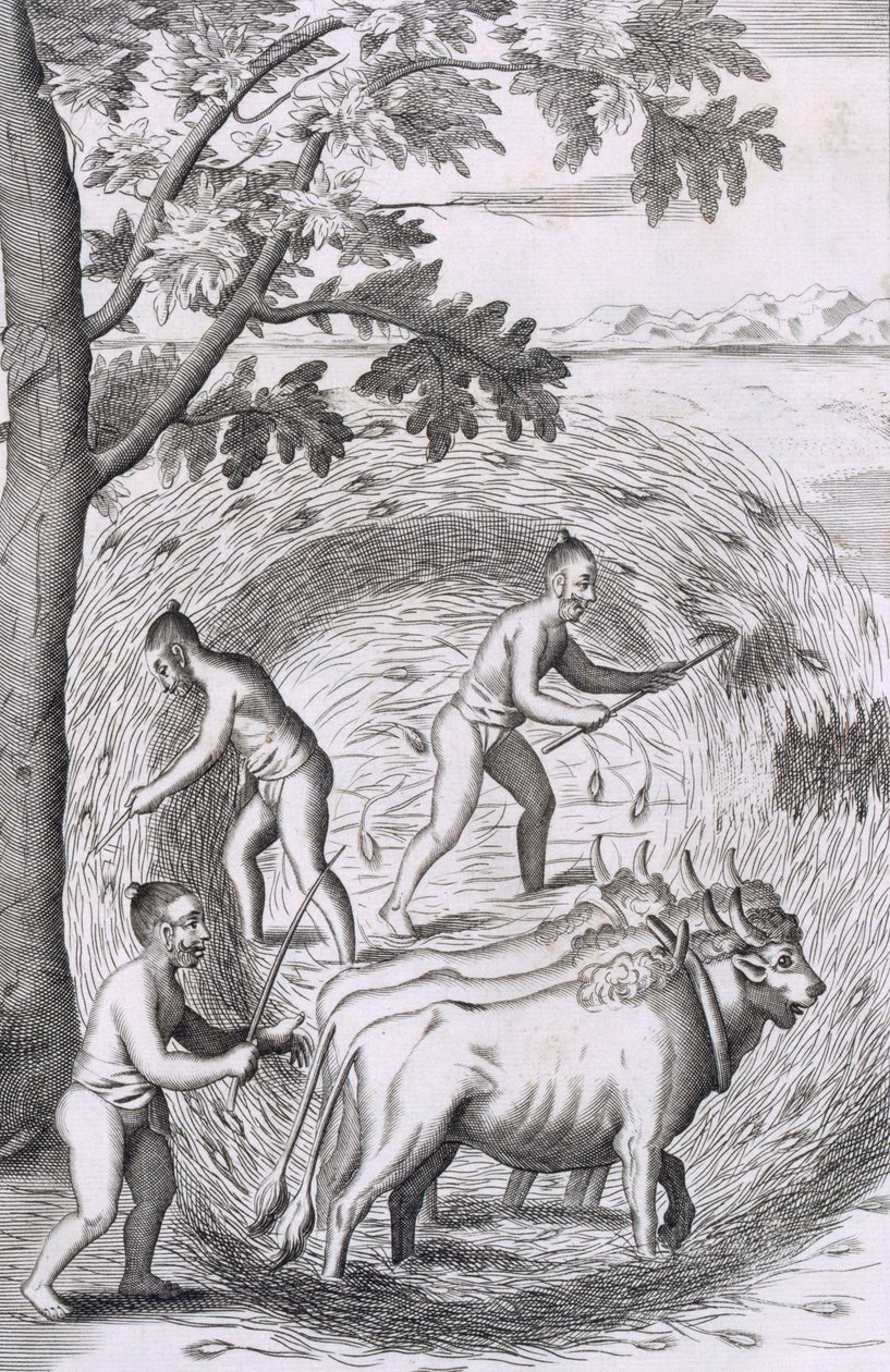 The Manner of Treading Out Their Rice by Robert Knox