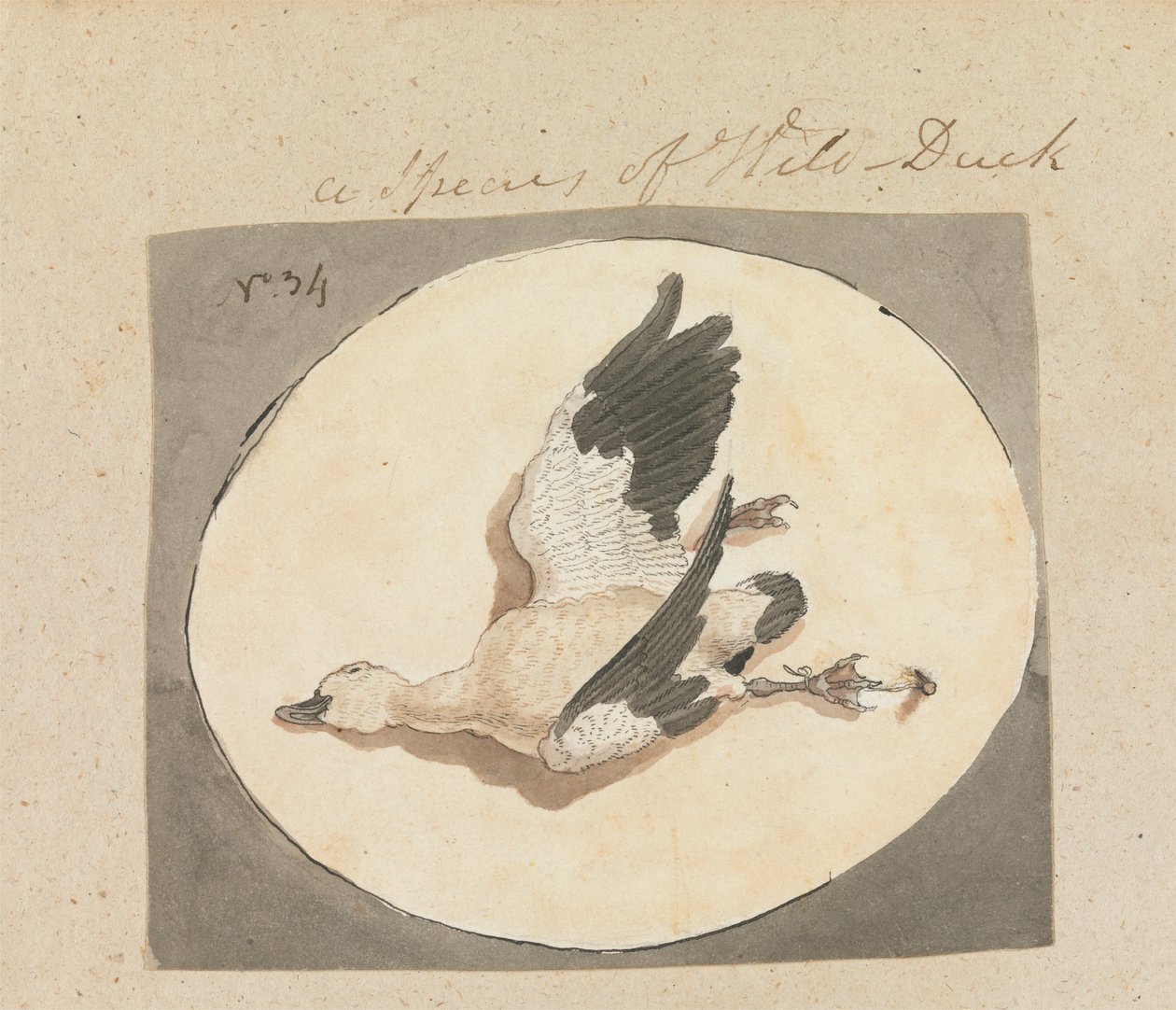 A Species of Wild Duck by Robert Mabon