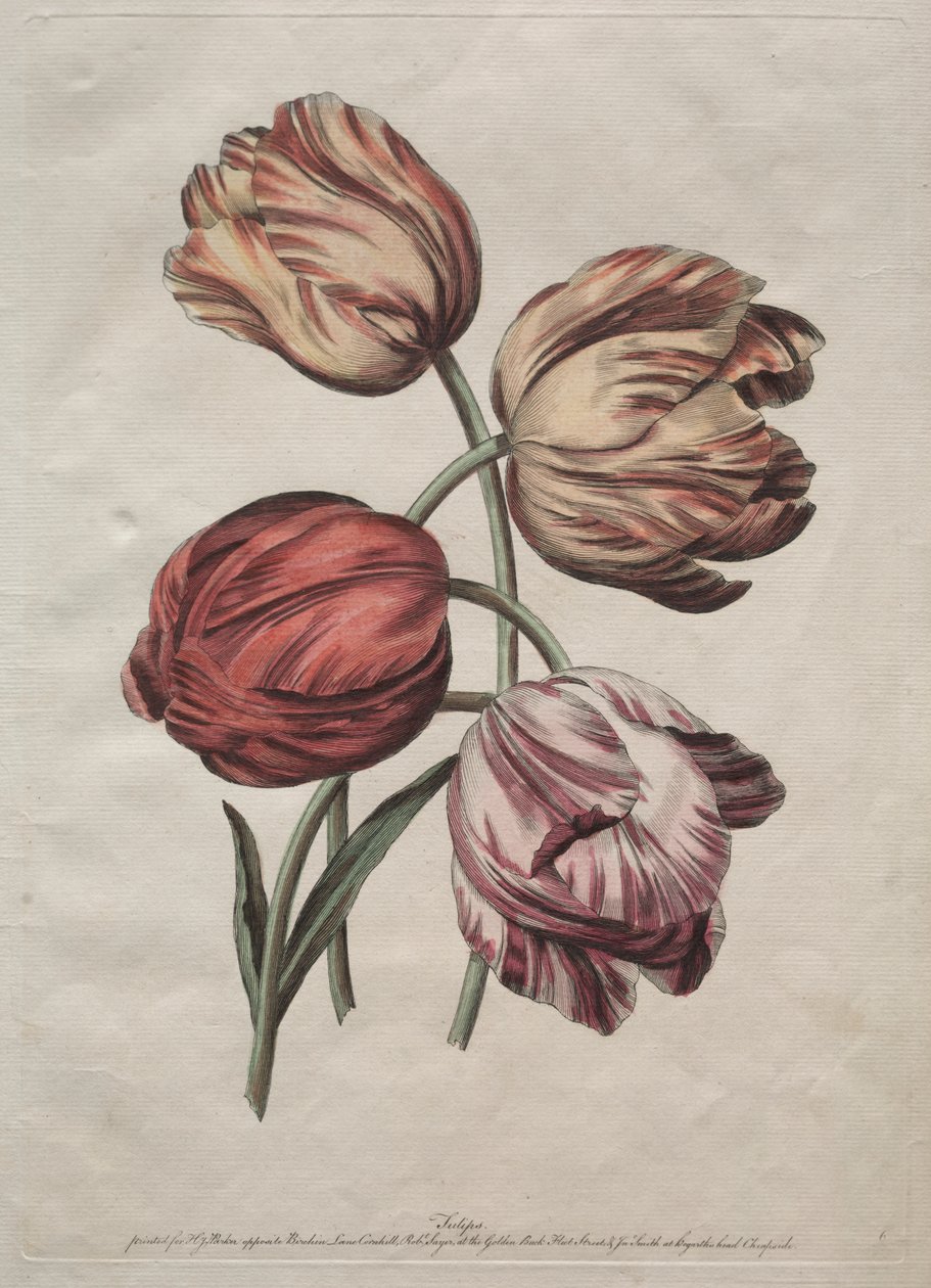 Eight Beautiful Groups of Natural Flowers in Outlines by de la Cour: Tulips by Robert Sayer