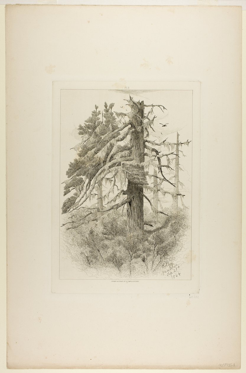 Old Trees at Naushon Island by Robert Swain Gifford