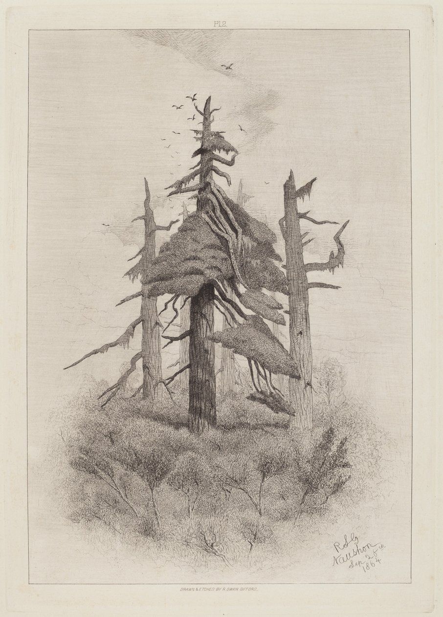 Old Trees at Naushon Island [plate 2] by Robert Swain Gifford