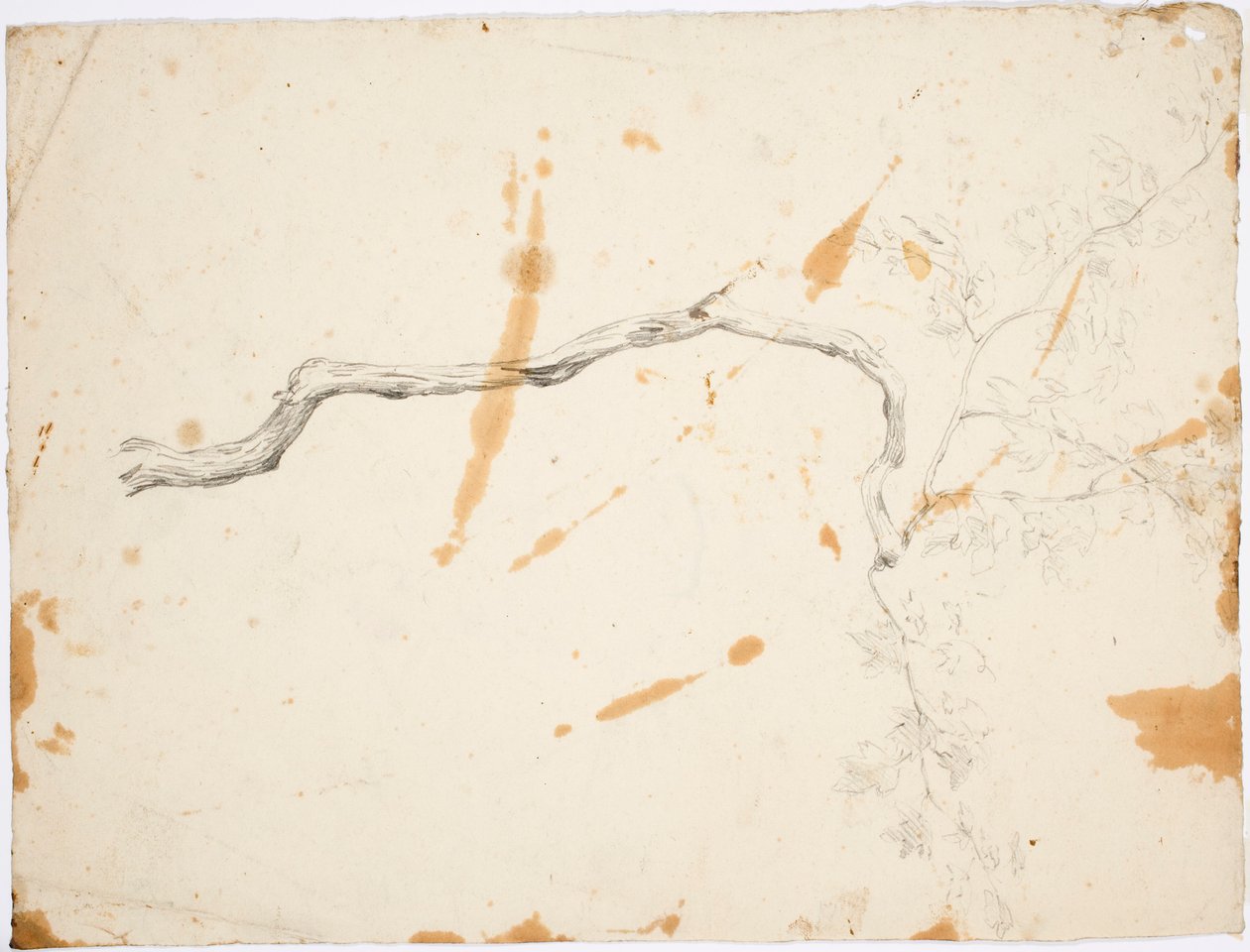 Subject from Italy: Twisted Tree by Robert Wilhelm Ekman
