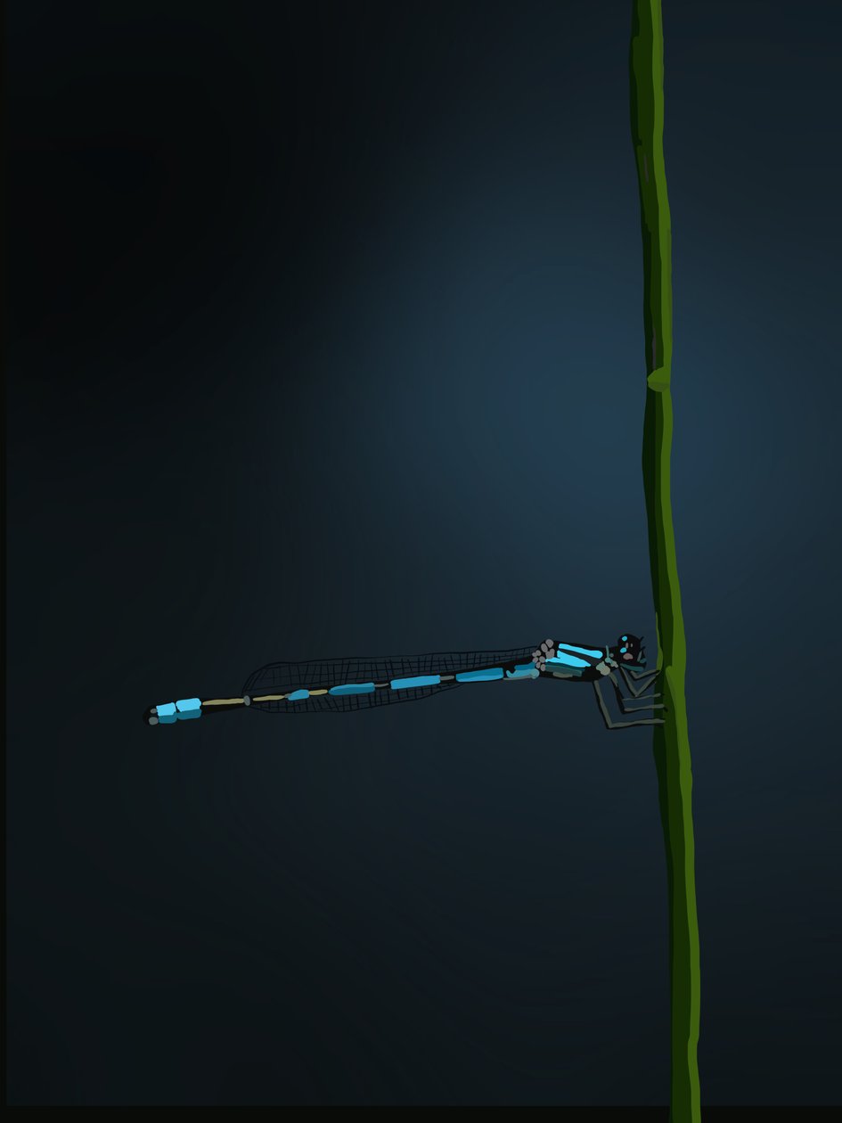 Damselfly by Roberta Murray