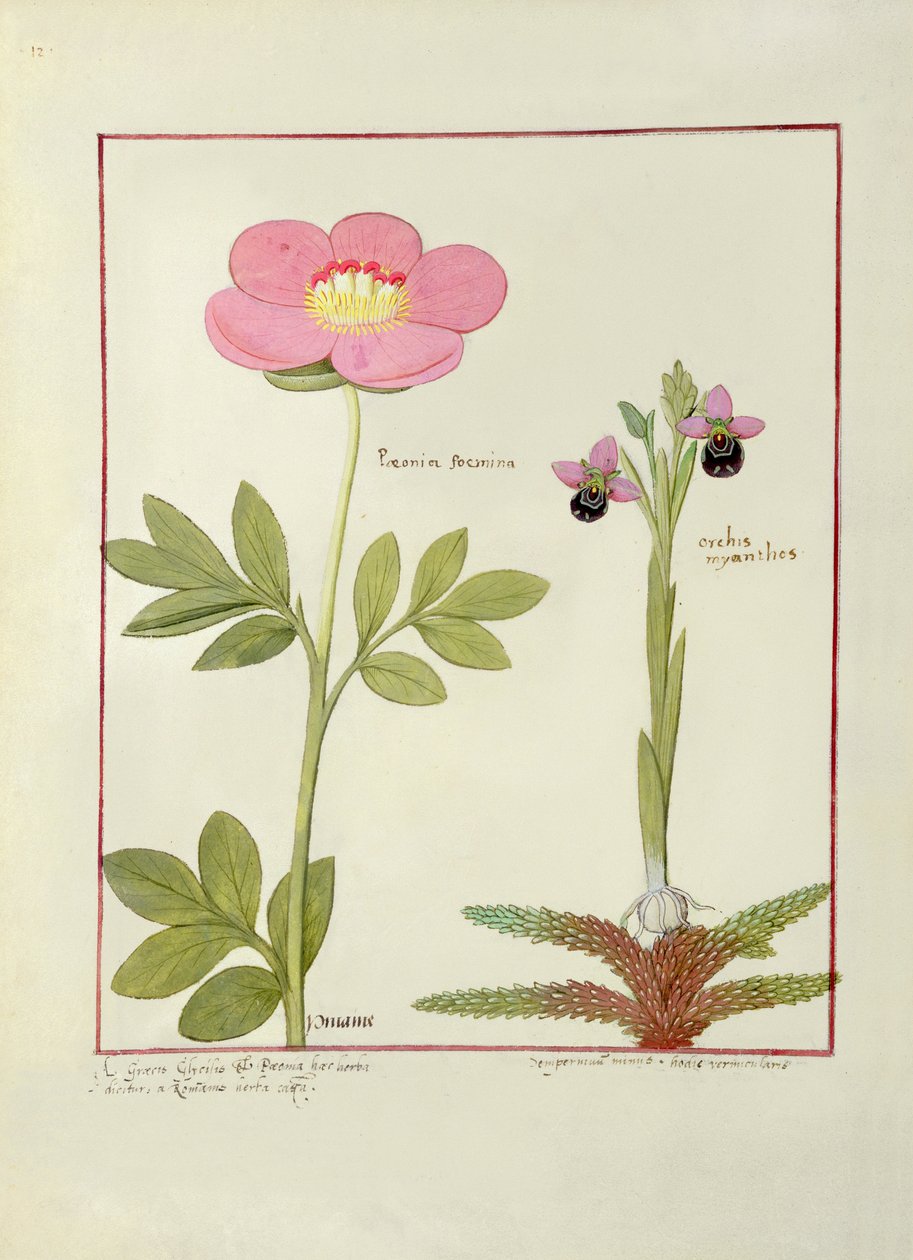 Paeonia or Peony, and Orchis myanthos, illustration from The Book of Simple Medicines by Mattheaus Platearius by Robinet Testard