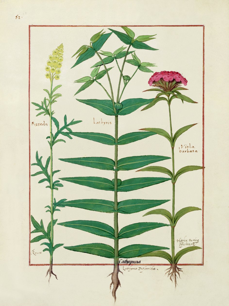 Reseda, Euphorbia and Dianthus, Illustration from the Book of Simple Medicines by Mattheaus Platearius by Robinet Testard