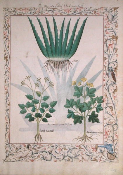 Aloe and Apio, illustration from The Book of Simple Medicines by Matthaeus Platearius by Robinet Testard