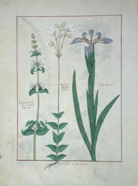 Lamium Album or White Dead Nettle, Melandryon, and Iris Minor, illustration from The Book of Simple Medicines by Mattheaus Platearius by Robinet Testard