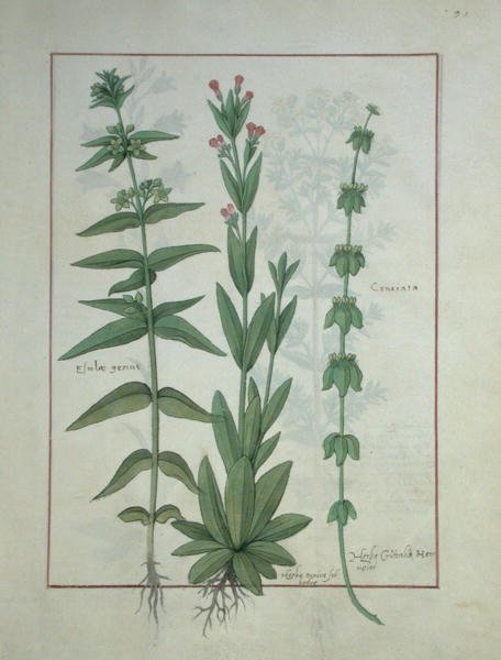 Elusae Gennus, Caraway Thyme, and Crosswort, illustration from The Book of Simple Medicines by Mattheaus Platearius by Robinet Testard