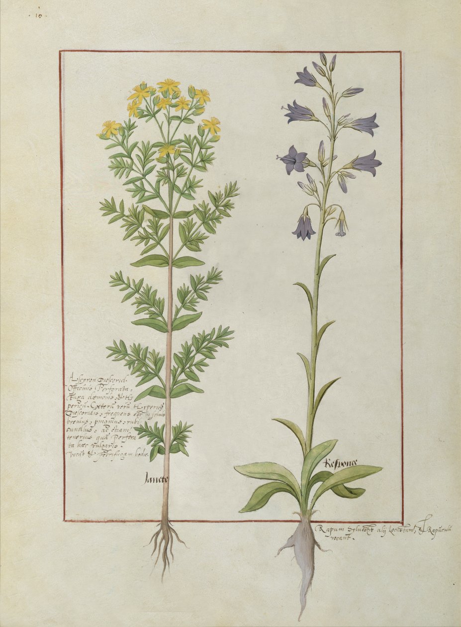Two flowering plants from The Book of Simple Medicines by Mattheaus Platearius by Robinet Testard