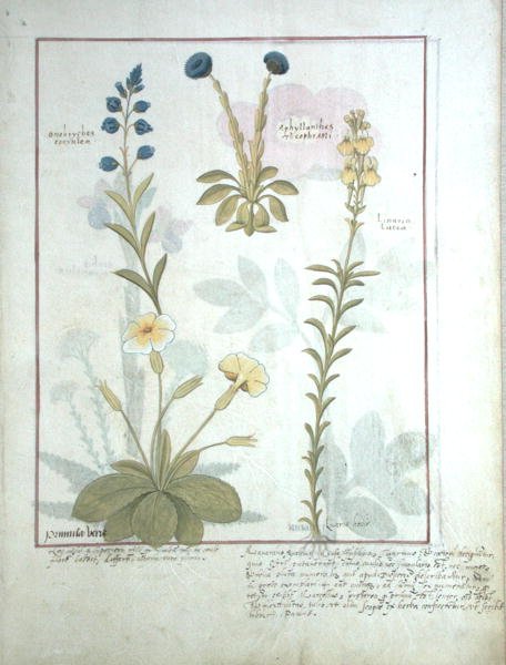 Top row: Onobrychis or Sainfoin, and Aphyllanthes. Bottom row: Linaria Lutea, and Primula Veris or Primrose, illustration from The Book of Simple Medicines by Mattheaus Platearius by Robinet Testard