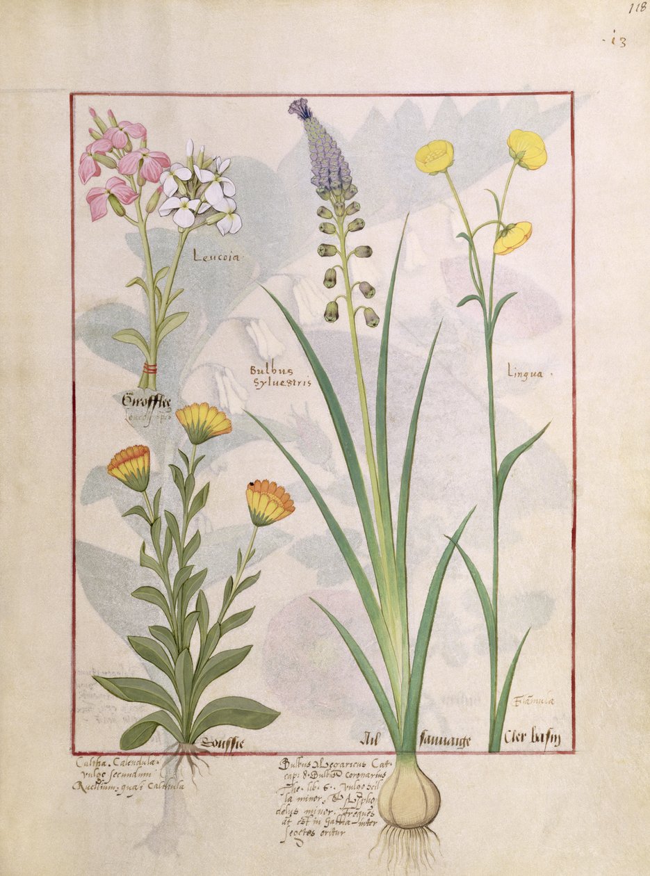 Illustration from the Book of Simple Medicines by Mattheaus Platearius by Robinet Testard