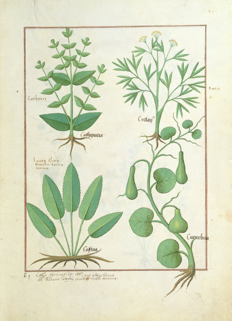 Euphorbia Lathyris, Beechwort, Mint and Fig, Illustration from The Book of Simple Medicine by Mattheaus Platearius by Robinet Testard