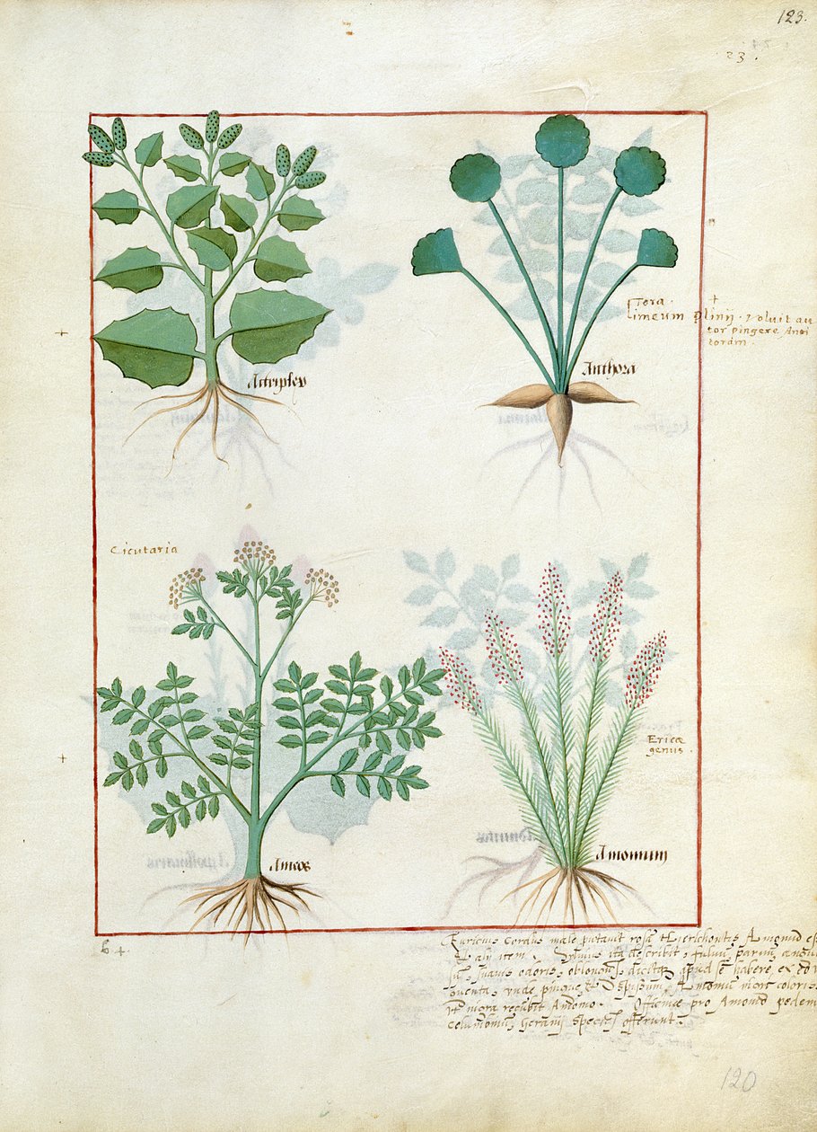 Salt Bush and Anthora. Bottom Row: Absinthium and Cardamom, illustration from The Simple Book of Medicines by Mattheaus Platearius by Robinet Testard