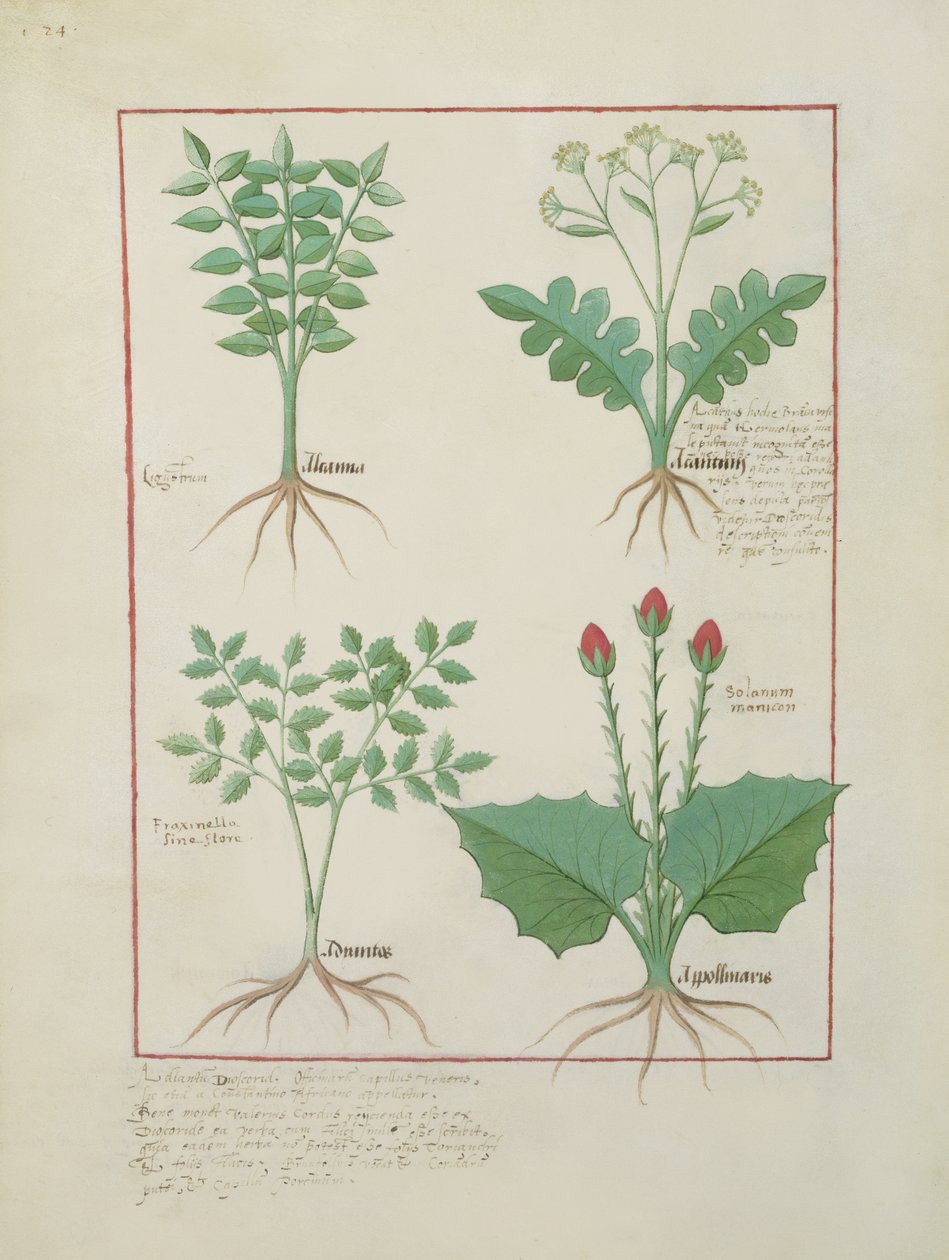 Top Row: Ligustrum and Acanthus. Bottom Row: Grass Plant and Apollinaris, Illustration from The Book of Simple Medicines, by Matthaeus Platearius (d.c.1161) c.1470 by Robinet Testard