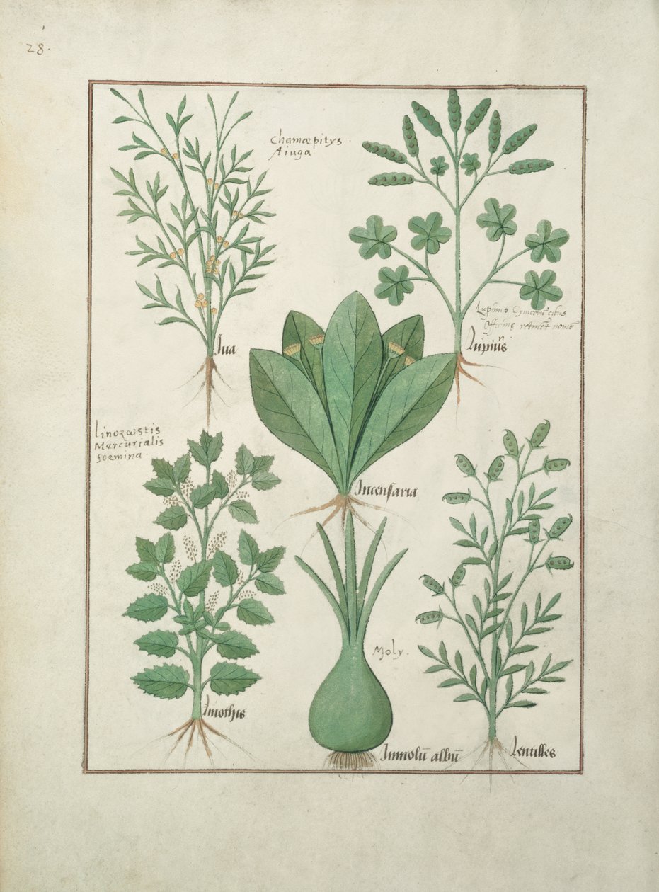 Top Row: Yellow Bugle, Incensaria and Lupius. Bottom Row: Dogs Mercury, Lily Leek and Lentilles, Illustration from The Book of Simple Medicines, by Matteaus Platearius (d.c.1161) c.1470 by Robinet Testard