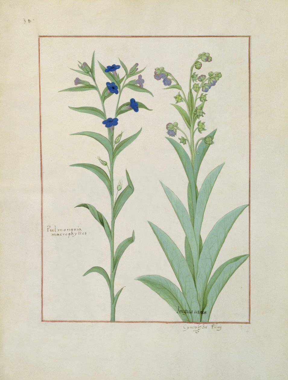 Pulmonaria and Lungwort, Illustration from The Book of Simple Medicines, by Mattheaus Platearius (d.c.1161) c.1470 by Robinet Testard