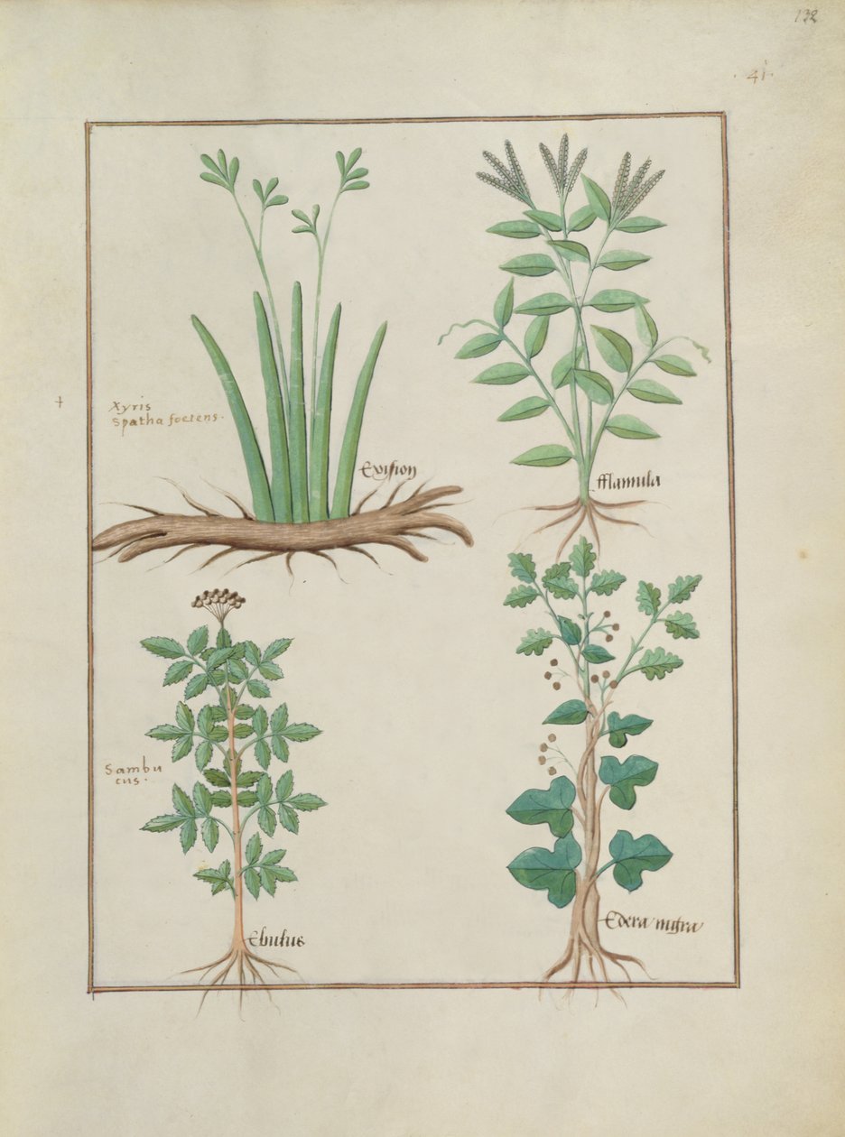 Xyris and Spearwort; Common Elderberry and Hedera, illustration from The Book of Simple Medicines by Robinet Testard