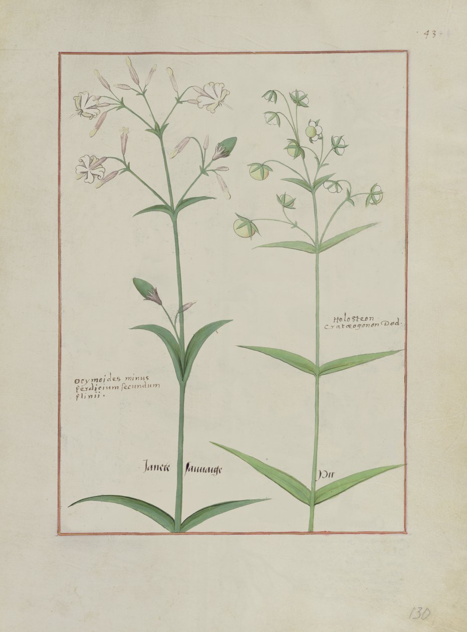 Illustration from The Book of Simple Medicines by Mattheaus Platearius by Robinet Testard
