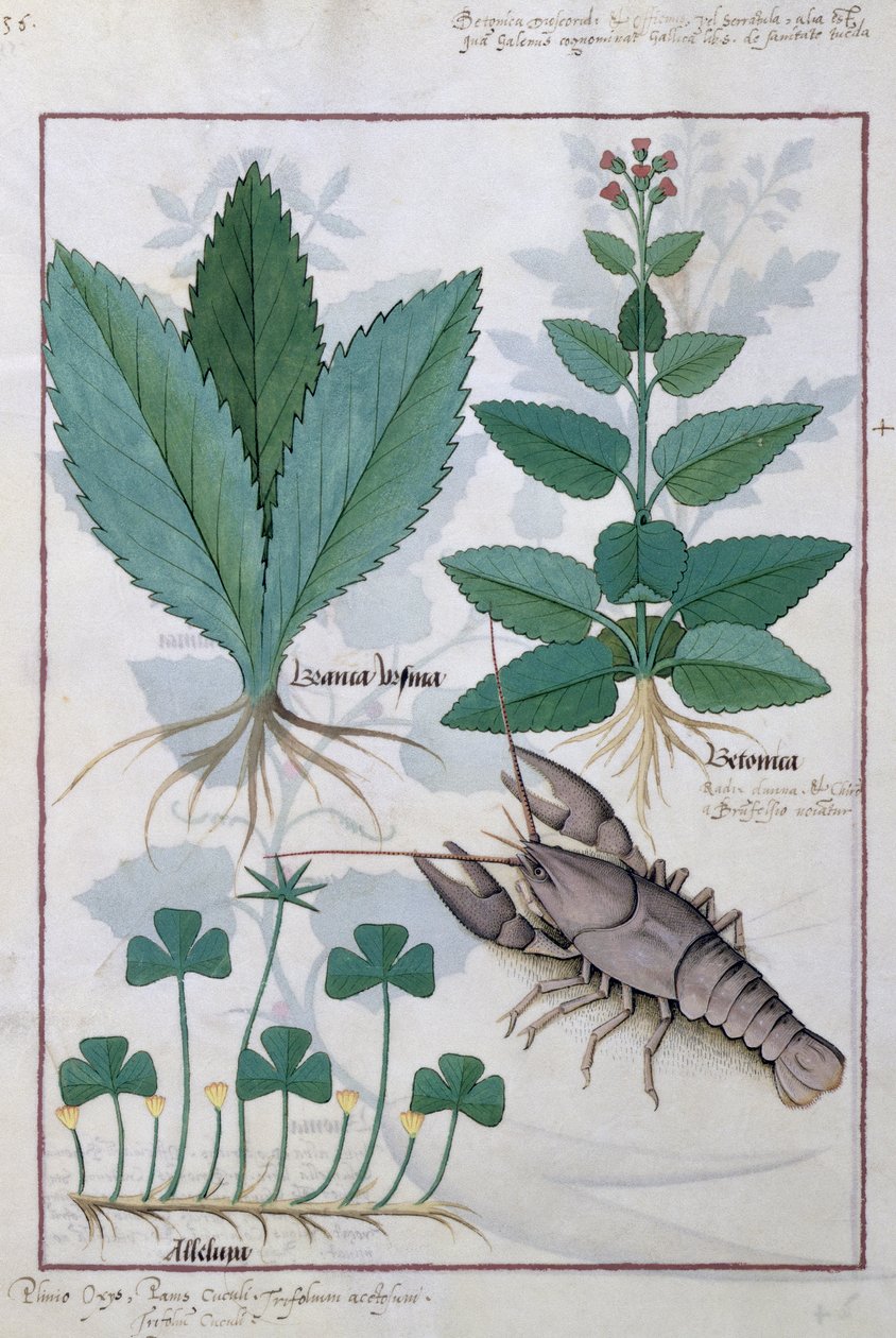 Illustration from the Book of Simple Medicines by Mattheaus Platearius by Robinet Testard