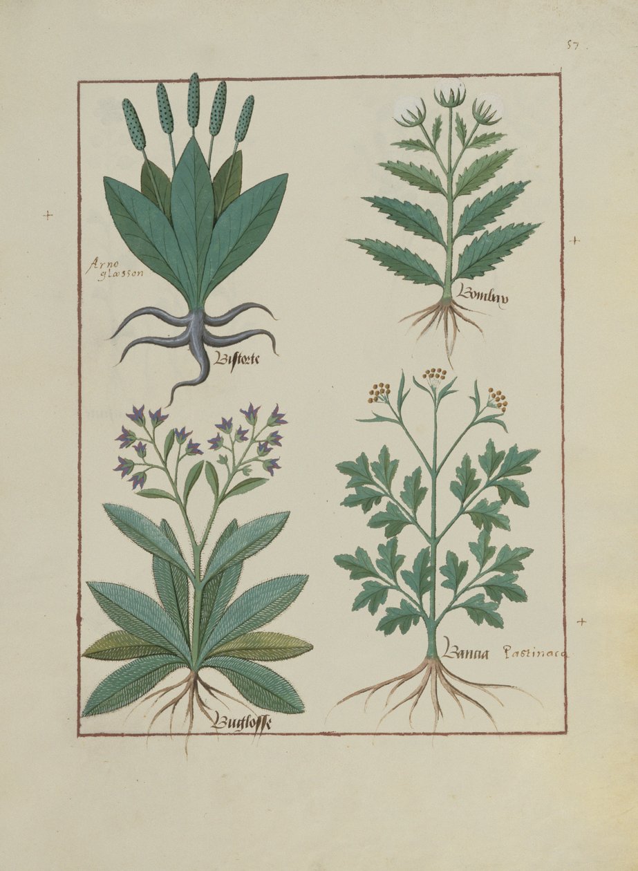 Illustration from the Book of Simple Medicines by Mattheaus Platearius by Robinet Testard