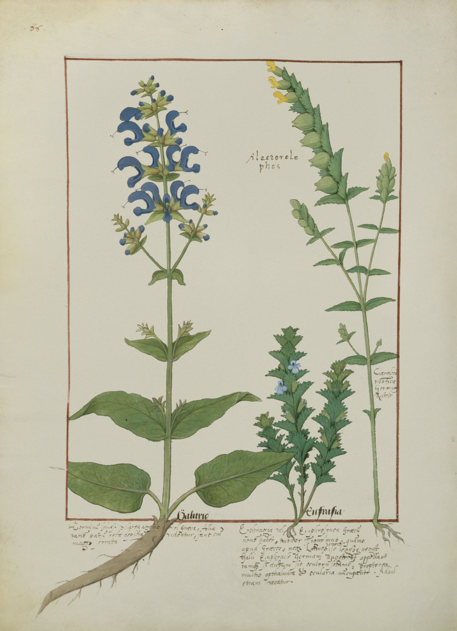 Illustration from the Book of Simple Medicines by Mattheaus Platearius by Robinet Testard