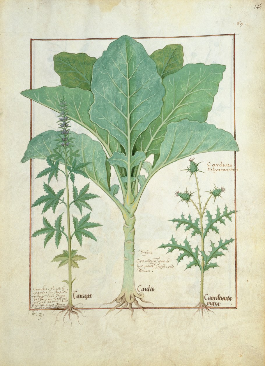 Cannabis, Brassica and Thistle, Illustration from the Book of Simple Medicines by Mattheaus Platearius by Robinet Testard