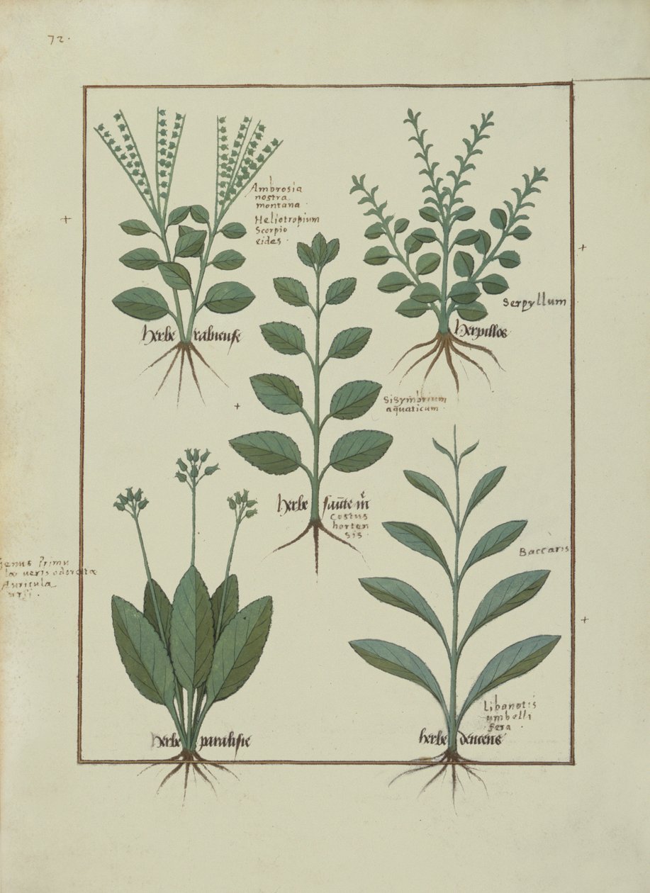 Illustration from The Book of Simple Medicines by Mattheaus Platearius by Robinet Testard