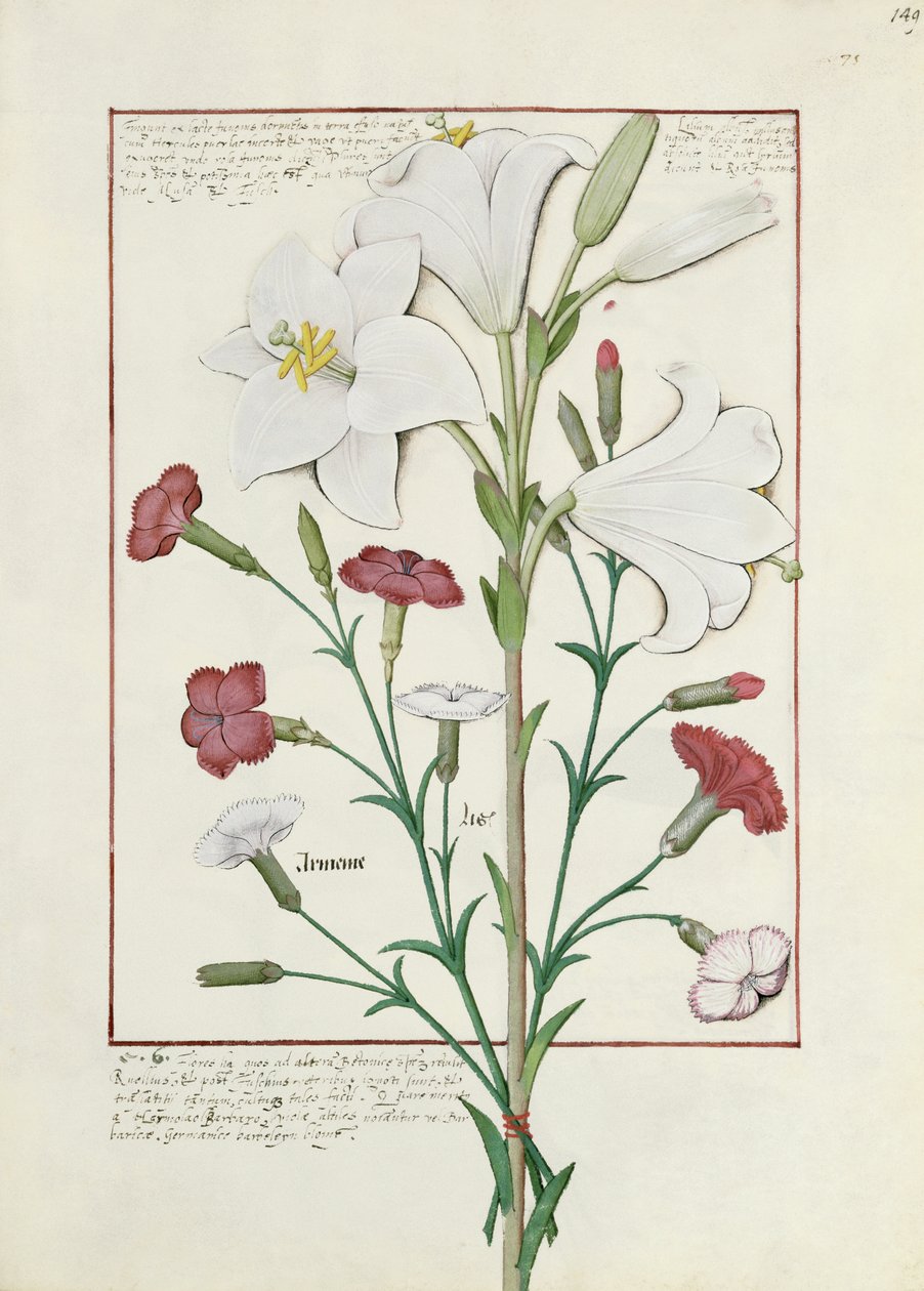 Illustration from the Book of Simple Medicines by Mattheaus Platearius 149r by Robinet Testard