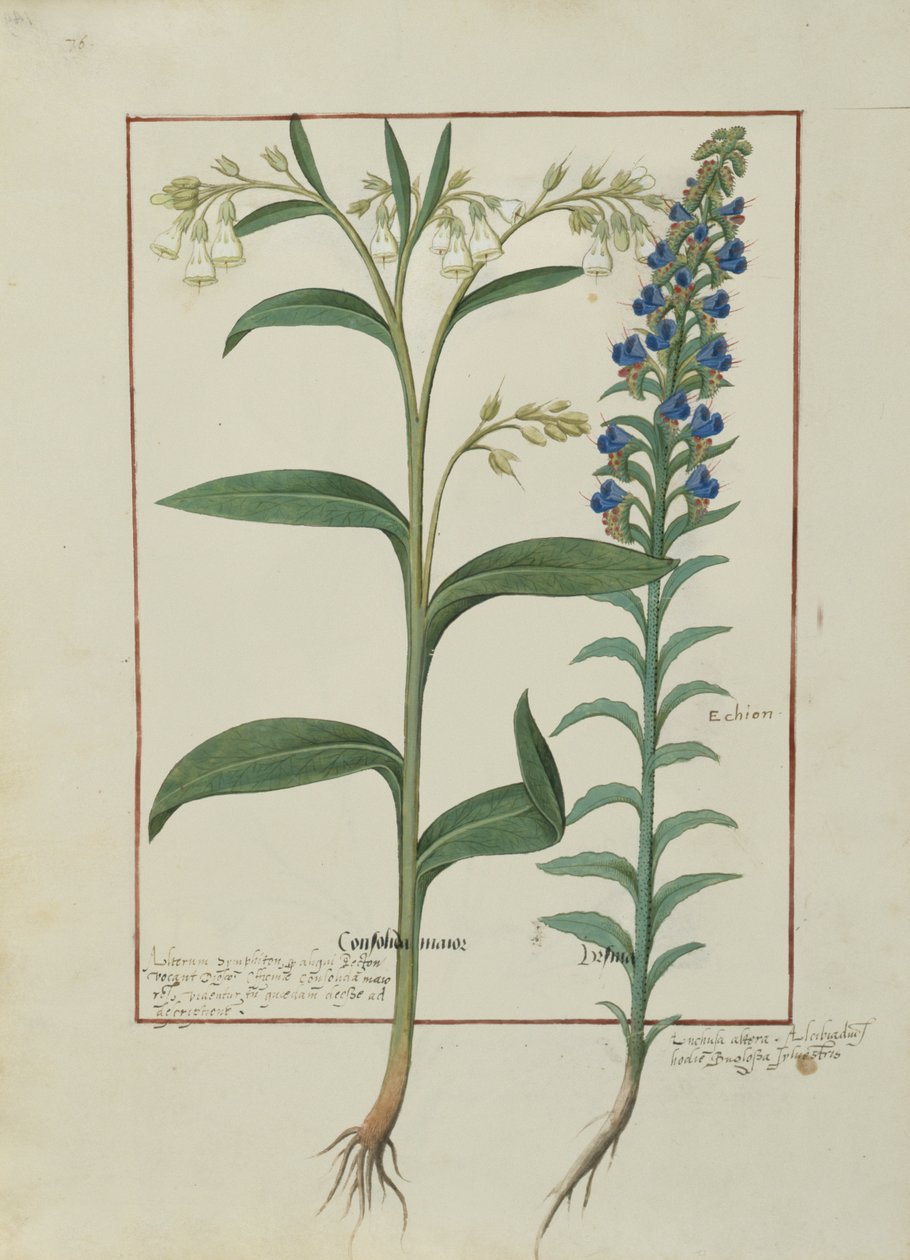 Illustration from the Book of Simple Medicines by Mattheaus Platearius by Robinet Testard