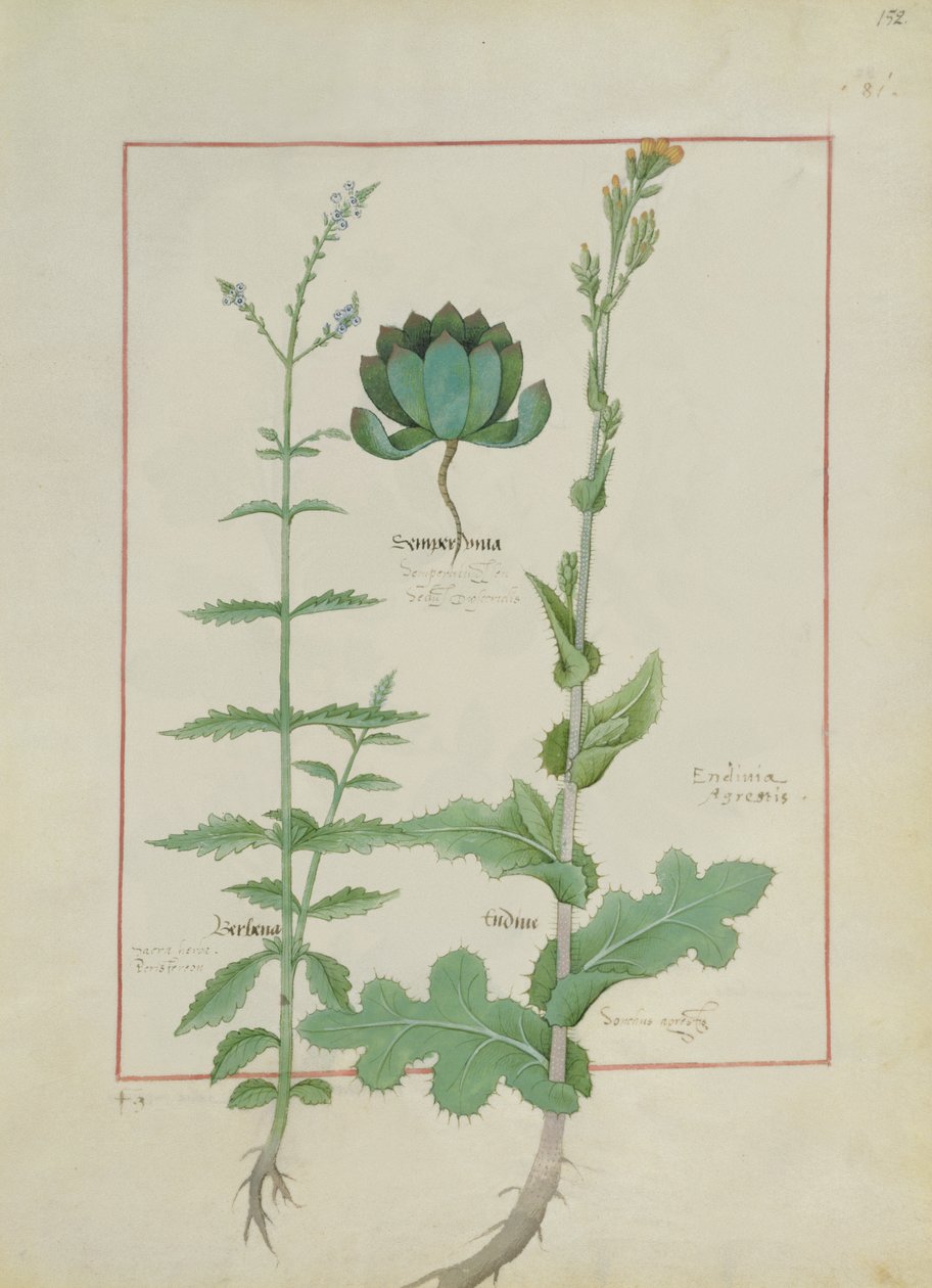 Illustration from the Book of Simple Medicines by Mattheaus Platearius by Robinet Testard