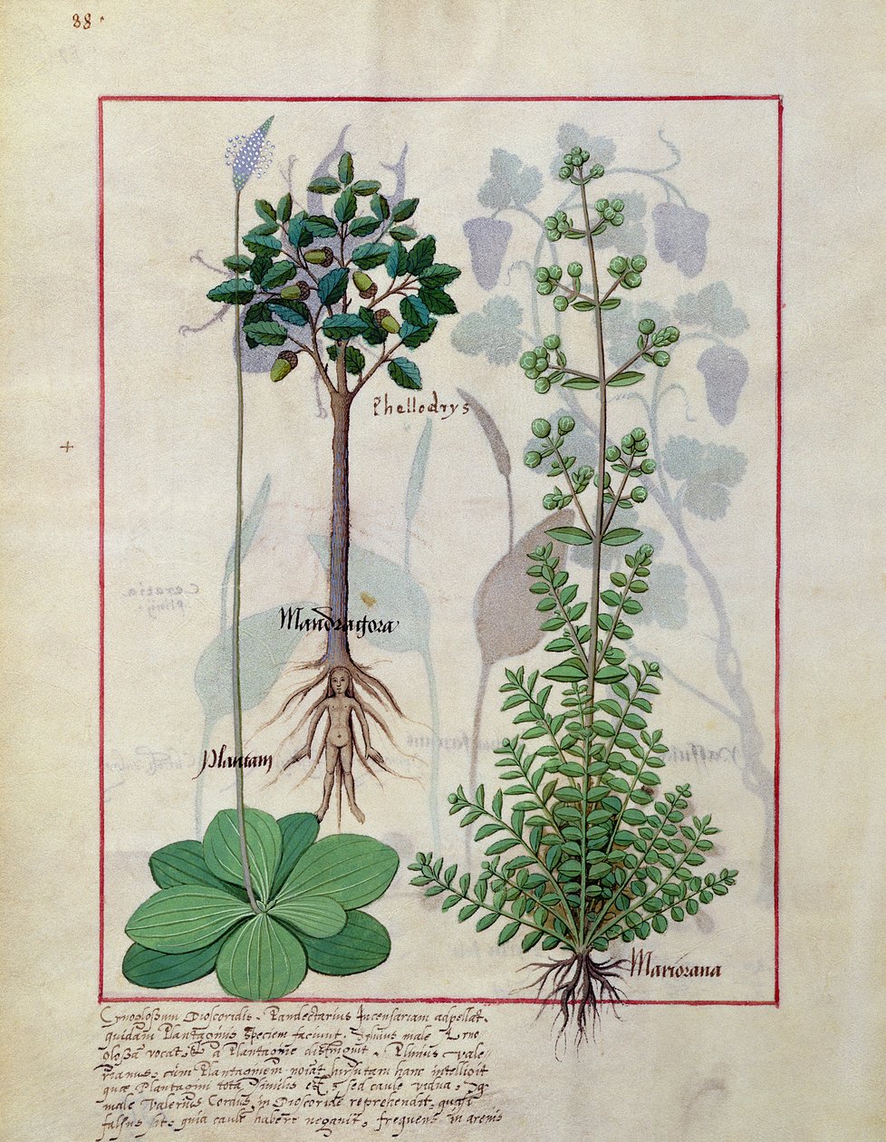 Illustration from the Book of Simple Medicines by Mattheaus Platearius by Robinet Testard