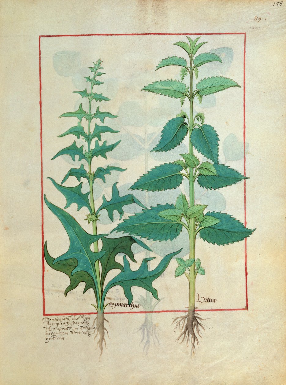 Urticaceae (Nettle Family) Illustration from the Book of Simple Medicines by Mattheaus Platearius by Robinet Testard