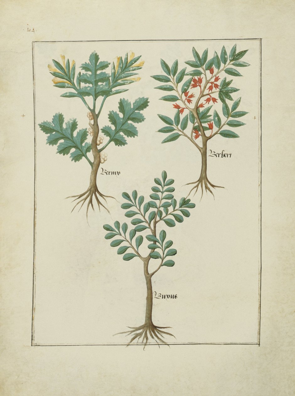 Illustration from the Book of Simple Medicines by Mattheaus Platearius c.1470 by Robinet Testard