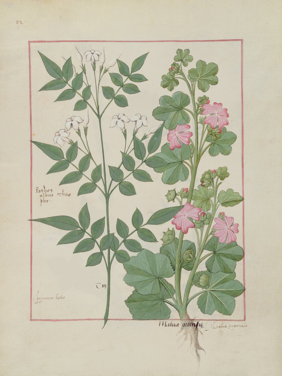 Illustration from the Book of Simple Medicines by Mattheaus Platearius by Robinet Testard