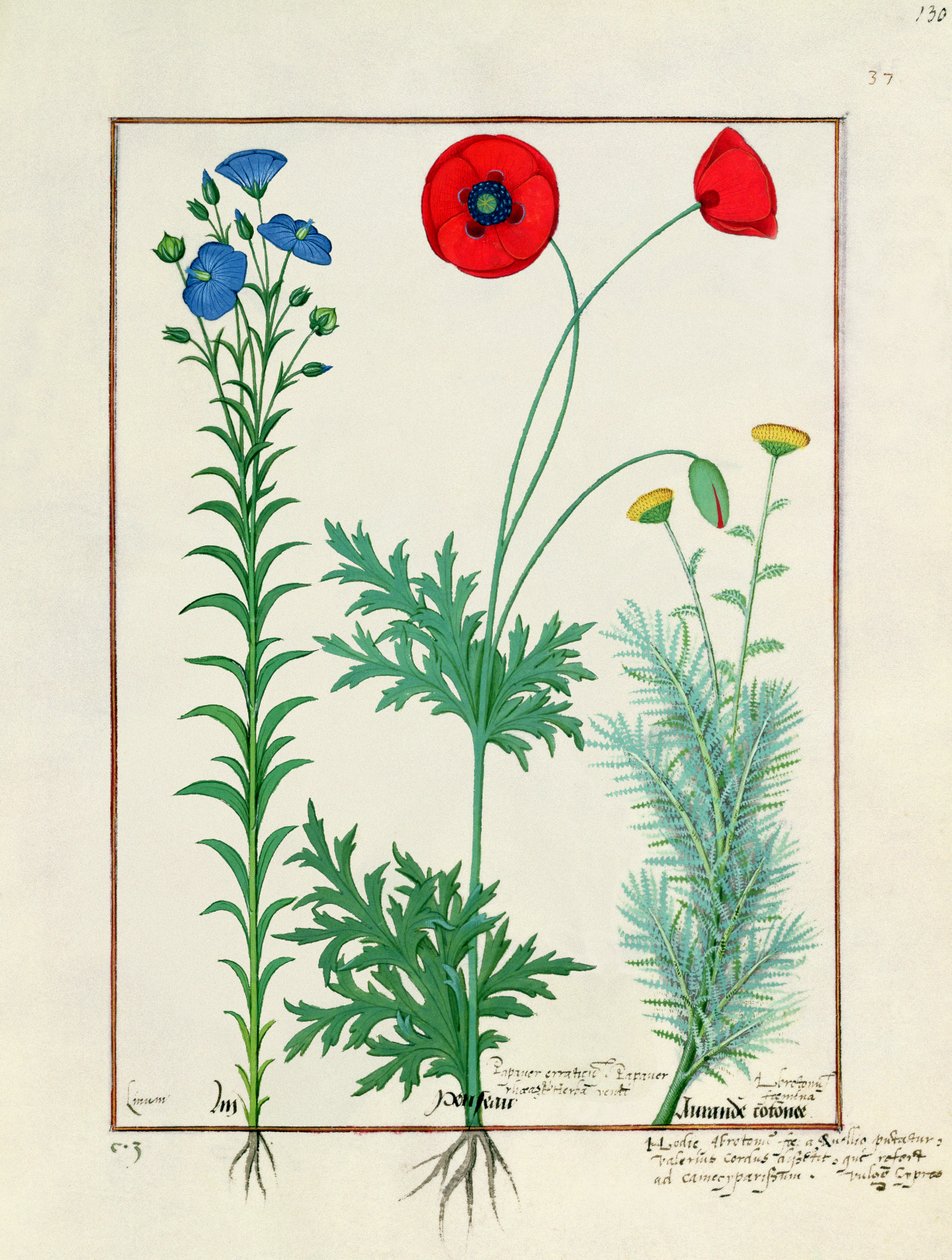 Linum, Garden Poppies and Abrotanum, Illustration from The Book of Simple Medicines, by Mattheaus Platearius by Robinet Testard