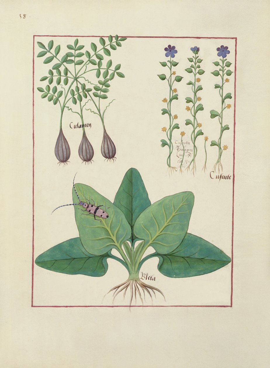 Illustration from the Book of Simple Medicines by Mattheaus Platearius, c.1470 by Robinet Testard