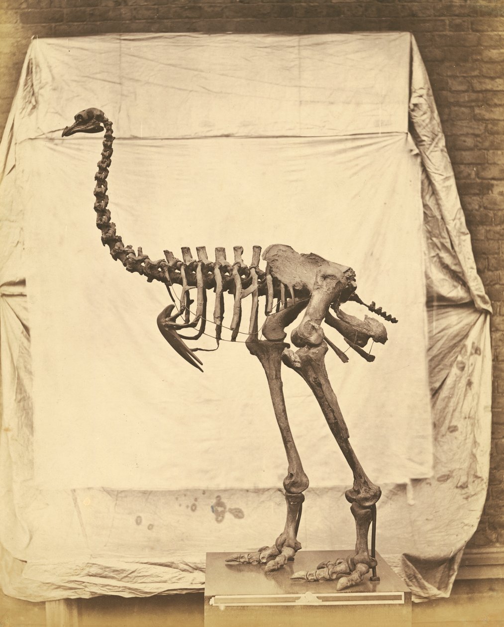 Dinornis Elephantopus Dinosaur by Roger Fenton