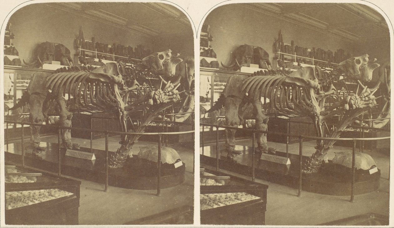 The Megatherium, British Museum by Roger Fenton