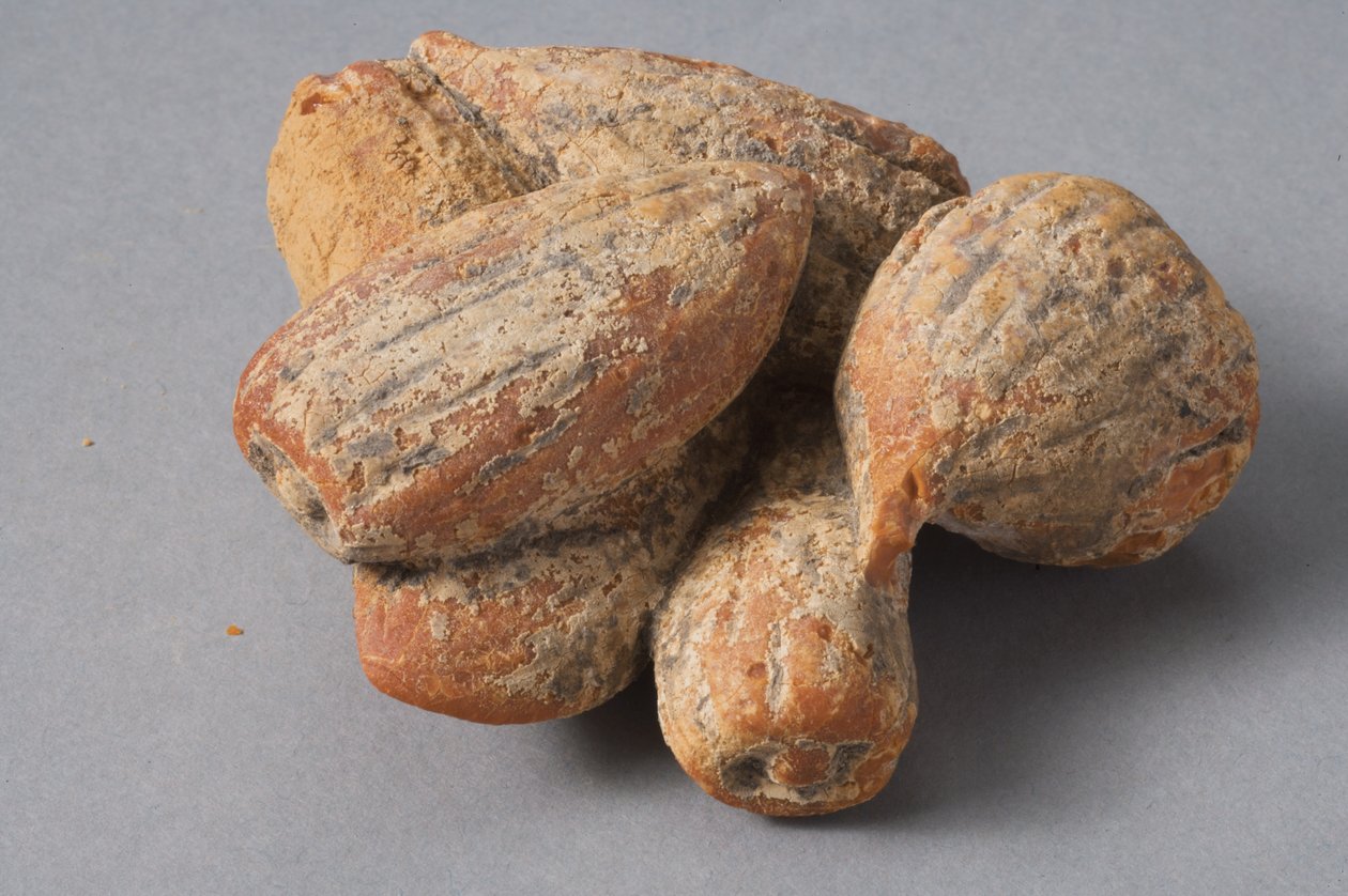Figs and almonds by Roman Period Egyptian